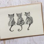 Sorte katte